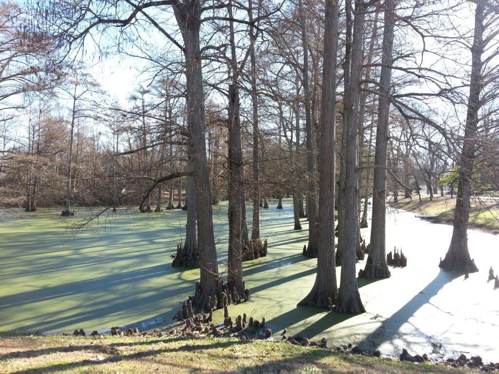 Travel For Fans - Palude